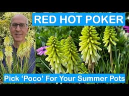 RED HOT POKER – Pick Kniphofia ‘Poco’ For Your Summer Pots – how to grow and care for Kniphofia