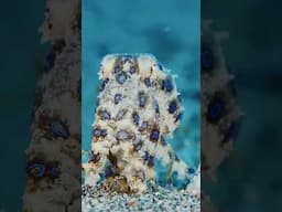 Nature’s Warning: The Blue-Ringed Beauty #octopus #shorts #ocean