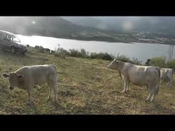 knbc 035   vacas en el collao 17