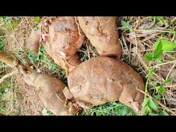 OVERGROWN Cassava! | Gardening in Trinidad and Tobago