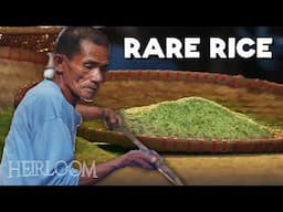 This Rare Green Gold Rice is Disappearing from the Philippines (Duman)