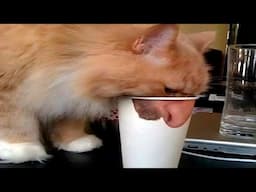 New Funniest Cats And Dogs Videos 😁 Best Of The 2024 Funny Animal Videos 😁 - Cutest Animals Ever