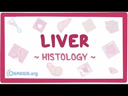 Liver: Histology