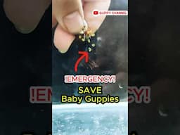 Guppy Fry Care - Emergency Save Baby Guppies #aquarium #guppyfishtank #guppyfry