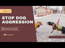 How to stop Dog Aggression quickly And easily - In a few steps!