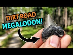 Post-Hurricane Floods Revealed TONS of Shark Teeth & Seashell Fossils on These Florida Dirt Roads!