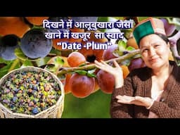 || Date-Plum(Diospyros Lotus) Season In Kinnaur HP||