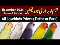 All lovebirds new prices 2024 | love birds price in Pakistan