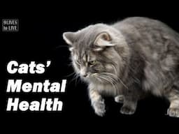 The Secret to Your Cat's Mental Health