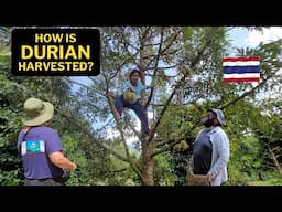 Kindness of Thai Durian Farmers