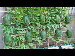 Growing watermelons simply in containers, each plant harvests 10 fruits