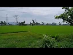 My village nature