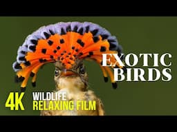 Stunning Exotic Birds in 4K UHD - Mesmerizing Wildlife Film with Relaxing Music