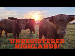 3 reasons to raise unregistered highland cows!