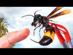 STUNG by a Killer Hornet!