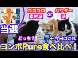 2024ｰ11−17 保護猫たちの「ほっこり猫ライブ」ハッチ＆マック＋黒猫めめ＋がんサバイバーママ Cat live Stream in Japan -Cat Life TV