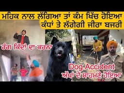 "Dog Accident ਅੱਖਾਂ ਦੇ ਸਾਹਮਣੇ ਹੋਇਆ | ਮਹਿਕ ਨਾਲ ਲੱਗਿਆ ਤਾਂ ਕੰਮ ਖਿੱਚ ਹੋਇਆ | ਕੰਧਾਂ ਤੇ ਲੱਗੇਗੀ ਜੀਰਾ ਬਜਰੀ":