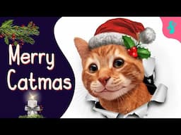 🎄Christmas and Cats 2021 | Furry Feline Facts