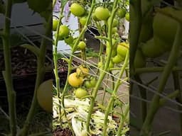 #tomato farming at home #organic tomato farming #farming vegetables