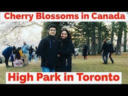 Cherry Blossoms in Canada | High Park in Toronto |  Canada Vlog