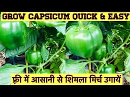 Grow Capsicum Quick & Easy| फ़्री में आसानी से शिमला मिर्च उगाएँ| How to grow capsicum from seed