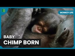 Chimpanzee Family Welcomes New Baby - Monkey Life - Documentary