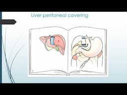 The Peritoneum