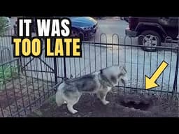 When the Reason This Dog Wouldn't Stop Digging Was Revealed, Everyone Was Left Speechless