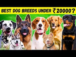 Best Dogs Breeds In India Under 20000 | Best Dogs Breeds Under 20000