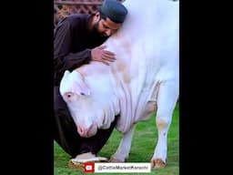 Featuring The Pure Love of Chandni The Mesmerizing Beauty of Aslam & Makkah Cattle & Goats Farm