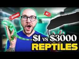 All Of My Reptiles From Cheapest to Most Expensive!