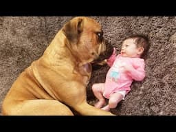 When a Big Dog Makes Loving Eye Contact With a Baby 🥰❤️ Cute Dogs and Human