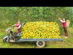 Use 3-wheeled Vehicle Harvesting 400KG Orange Goes To Market Sell | Phuong Free Bushcraft