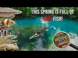 Fish Species Found in Thailand’s Mystical Blue Springs – Bettas & More!