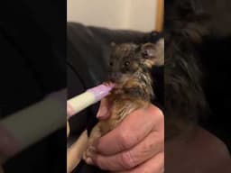 Cute Baby Animals! Peanut the ringtail possum is so small she drinks milk from a teeny syringe #fyp