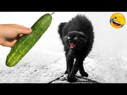 Funniest Animals 2024: 😺 Funny Cat and Dog Videos 🐈 Life Funny Pets 😸 Part 10