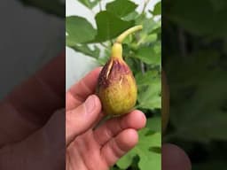 Salato - One of the Best Figs of 2024 #fig #figtree #figboss #gardeningtips #fruittrees