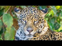 Jaguars of the Pantanal | Birds and Wildlife at Porto Jofre | Mato Grosso Brazil 2023 | 4K-Video