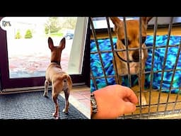 Shelter Dogs Get Returned - HeartBreaking Moments When Shelter Dogs Realize They Are Being Surrender