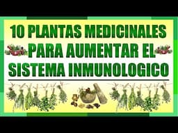 10 Plantas Medicinales que Ayudan a Aumentar tu Sistema Inmunologico