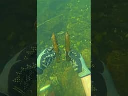 Found Potential Poison Glass Vials Underwater! (Scuba Diving)