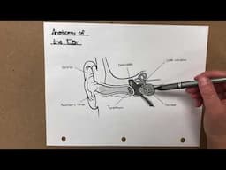 Anatomy of the ear