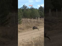 Wild boar hunting #okaysahin #wildboarhunt  #hugluveyron