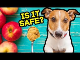 10 Human Foods That Are Safe For Dogs!