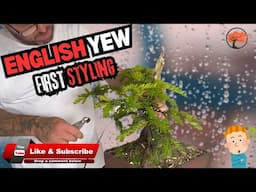 Styling My English Yew Bonsai