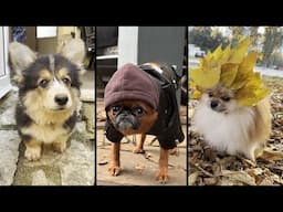 Funny and cute DOGS🐶Videos🔶 Сompilation  # 15🔶