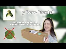 Aroid Market Plant Unboxing Plus Rehabbing & Propagation | 2 Parts 📦🌿✂️