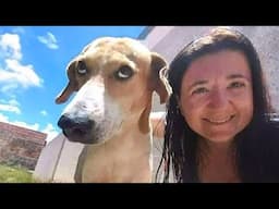 The most CRAZY DOGS in the world 🤣🐶 Funny Dog Videos 2024