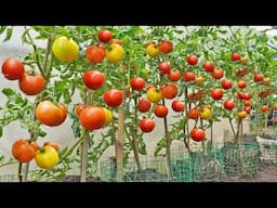 No need to buy tomatoes anymore! Here is the Tomato Growing Solution for your family