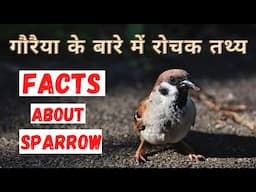 Top 20 Interesting Facts about Sparrow | गौरैया  के बारे में रोचक जानकारी | In Hindi